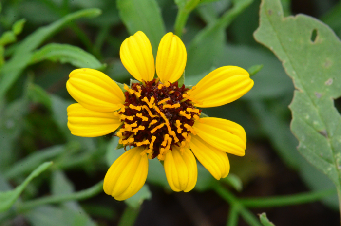 Smooth Beggartick has beautiful showy flowers with bright yellow ray florets around the edge and disk florets which are bright yellow or brownish. Bidens laevis